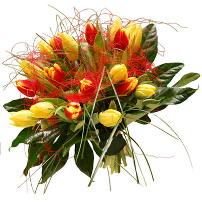 tulipany